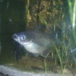 Těhotná ryba :-)