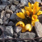 Čím víc žluté, tím více zlatý řez.. :-)